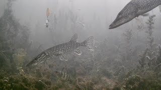 INSANE Underwater Footage Ice Fishing NORTHERN PIKE with 5 of DIAMONDS [upl. by Sreip]