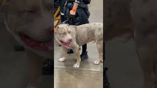 XL Bully  Biggest XL Tri Merle American Bully [upl. by Hctim]