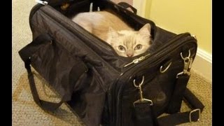 Ragdoll Cats Review Sherpa Airline Pet Carrier Ultimate Bag on Wheels  ねこ  ラグドール  Floppycats [upl. by Atikal]