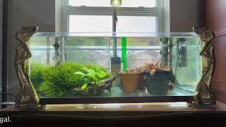 Goodbye to Jacob’s Aquariums YouTube channel on plants amp reviews [upl. by Noswad861]