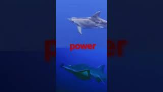 rough toothed dolphin vs bowmouth guitarfish [upl. by Anileda]