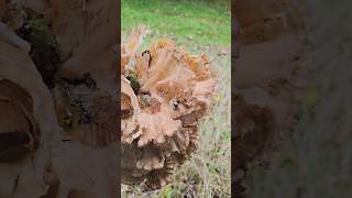 Le polypore en touffe polyporeentouffe champignons fungi nature naturesauvage naturelovers [upl. by Aneej]