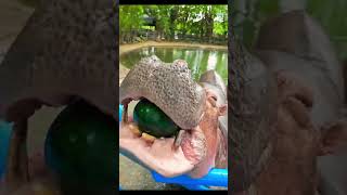 Have you ever seen a hippopotamus eating watermelontravelchina zoo hippo animals [upl. by Suiravaj]