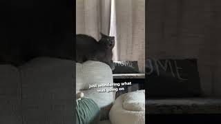 This cat had the best reaction ever 😂 [upl. by Khai620]