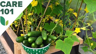 Cucumber Vegetable ❌💯Seed At Home  Portulaca Mixed Flower Seeds plants harvesting viral farming [upl. by Wira828]