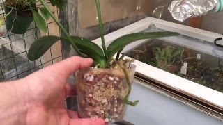 PHALAENOPSIS ORCHID PLANTERS CARE GUIDE PT 4 OF 4 REPOTTING A PHALAENOPSIS ORCHID IN A NEW POT [upl. by Lea]