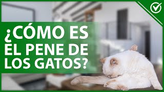 🐈 ¿Cómo es el PENE de los GATOS tiene pinchos  Datos de sexualidad felina 🐈 [upl. by Osher]