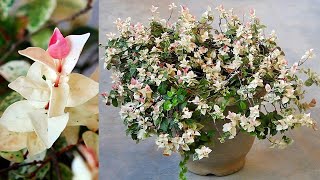 TOP 3 Reasons To Grow GORGEOUS Asiatic Jasmine With All CARE Tips [upl. by Lianne]