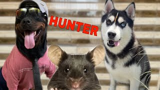 Roxy Cheeni The Mouse 🐁 Hunter Dog Can Talk Part 141  Husky  Rottweiler  Review reloaded [upl. by Tnomal]