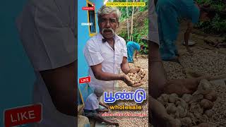 கொடைக்கானல் மலை பூண்டு  Kodaikanal malai poondu மலைப்பூண்டு  health benefits  Kodaikanal Garlic [upl. by Adnahsor]