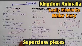 Superclass Pieces  Class cyclostomata  Class Chondrichthyes  Class Osteichthyes  Class 1st year [upl. by Pippas]