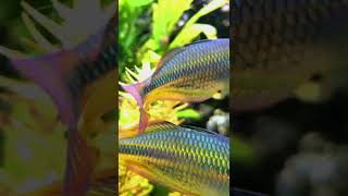 Melanotaenia picta painted rainbowfish look stunning 7 months later shorts aquariums rainbowfish [upl. by Aredna]