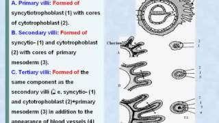 30 General Embryology Chorionic Villi [upl. by Robinett]