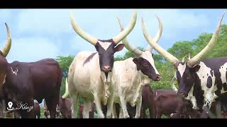 Ankole cows Kisozi Farm [upl. by Aronoh]