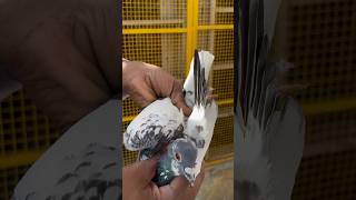 Bawra mehdom trending bird kabooter viralvideo shorts [upl. by Annaor703]