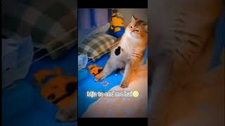 Did you feel the pain shortsfeed memes funnymemes catmemes gain97 youtubeshorts viral trend [upl. by Holmes]