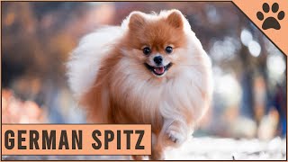 German Spitz  Everything you need to know [upl. by Ilrac]