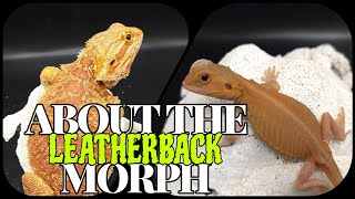 Bearded Dragon Genetics  The LEATHERBACK Morph [upl. by Tosch]