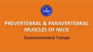 Prevertebral Muscles and Paravertebral Muscles of Neck  Scaleneovertebral Triangle  Dr Mohsin [upl. by Melmon]