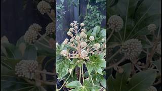 Fatsia Is Blooming amp Garden Tidying 🌿 shorts garden englishgarden [upl. by Leunad678]