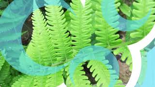 Dryopteris filixmas the male fern worm ferm [upl. by Eibmab545]