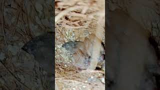 Baby finches birds baby cute subscribe shortvideo [upl. by Naivad]