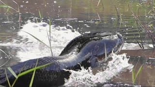 MANCING GABUS DI KANAL SAWIT SUPER GANAS SAMBARAN NYA  CESTING SNAKEHEAD [upl. by Ateekal989]