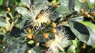 Lilly Pilly  Syzygium Smithii  is now flowering and I’m surprised by one of the ‘pollinators’ [upl. by Younger]