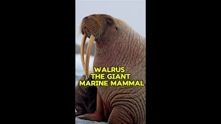 Walrus  The Giant Marine Mammal shorts [upl. by Argyle]