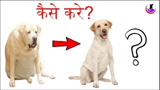 Obese dog को पतला कैसे करे [upl. by Iddet437]