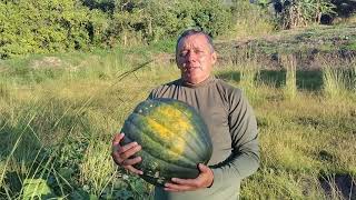 como cultivar Auyama Gigante  calabaza Cucúrbita moschata [upl. by Coraline]