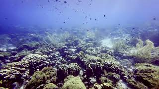 Bonaire  Scuba Diving  Karpata and House Reef  4k [upl. by Artined460]