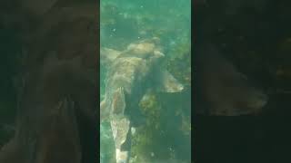 Wobbegong shark Bondi ocean beach underwater love australia fishing australia happy wtf [upl. by Pollard]