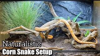 Naturalistic Corn Snake Setup  No More Aspen [upl. by Ayad]