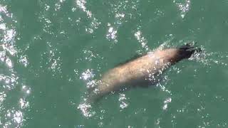 seal fish viral views seal viralvideo video viralshorts vlog viralshort viralvideos [upl. by Nilhtac]