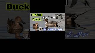 Pintail duck best call  Morgabi ki awaz  All duck sound [upl. by Elsinore]