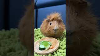 A solitary vegetable momentcapybara cute cuteanimals guineapig pets guineapigs adorable [upl. by Edwyna]