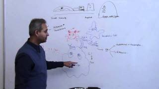 Immunology Neutrophil Lecture 3 Part 12 [upl. by Eetnwahs]