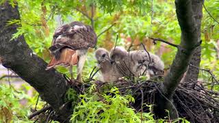 20240506 93rd Street Redtailed Hawk Nest [upl. by Ahselyt]