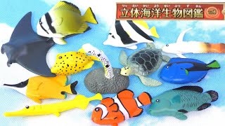 【全部知ってる？】立体海洋生物図鑑Vol1！全12種類をご紹介♪ [upl. by Kain623]