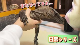 アクロバティックが止まらないお嬢様【オオトカゲ】Monitor lizard [upl. by Claudina]