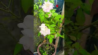 ଗୋଲାପ ଫୁଲ golapful flowers gardenflowers rosé minivlog nibedita🫶🌸🍂 [upl. by Jobyna380]