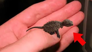 Girl Found Lizard in the Forest – Vet Shouts Stand Back the Moment He Sees It [upl. by Farland]