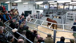 Kivells Holsworthy Livestock Market 13012016 [upl. by Aissat744]