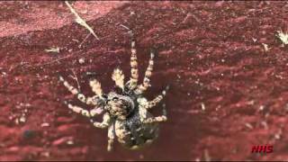 Sitticus fasciger   Jumping spider [upl. by Courcy]