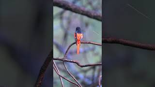 Scarlet Minivet viralreels viralshorts viralvideos birding birds viral naturelovers [upl. by Arua]