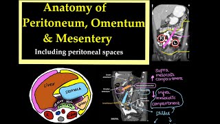 Anatomy of PeritoneumOmentum and Mesentery Including peritoneal spaces l radiology [upl. by Larochelle914]