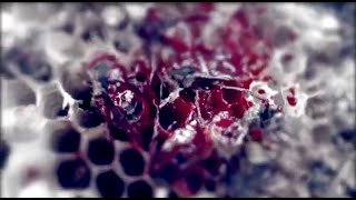 MANTICORA  Mycelium official video [upl. by Tyrrell]