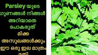 Health Benefits Of Parsley  Parsley Tea  Parsley juice Parsley help to weight loss  Malayalam [upl. by Sarat]