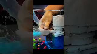 Best internal filter for aquarium🥰💯fish aquarium viralvideo shorts phonk shortfeed pets new [upl. by Elsie]